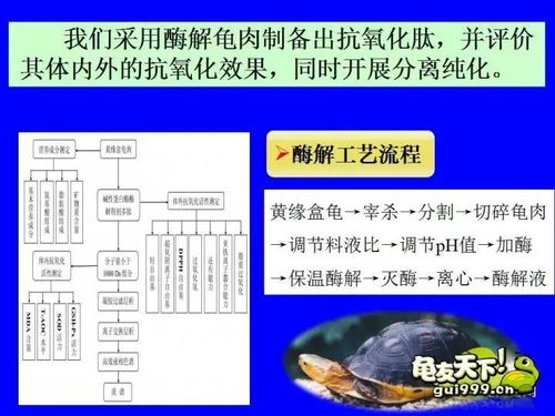 数据证明,黄缘龟的价值非常高